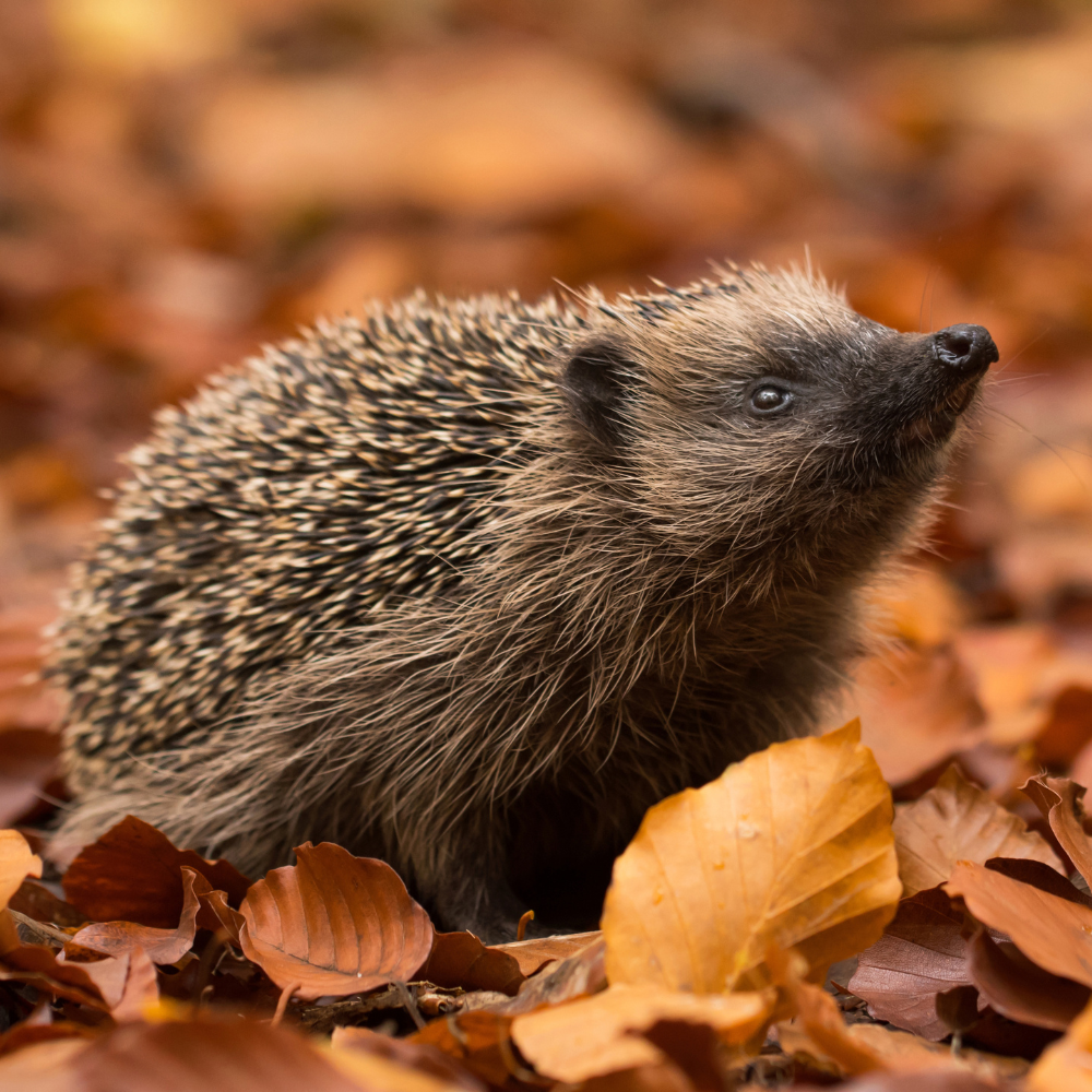 Humphrey the grumpy hedgehog