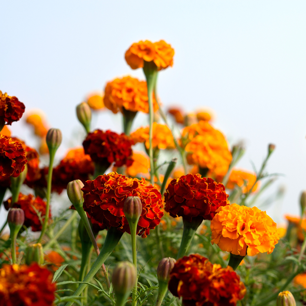Marigolds